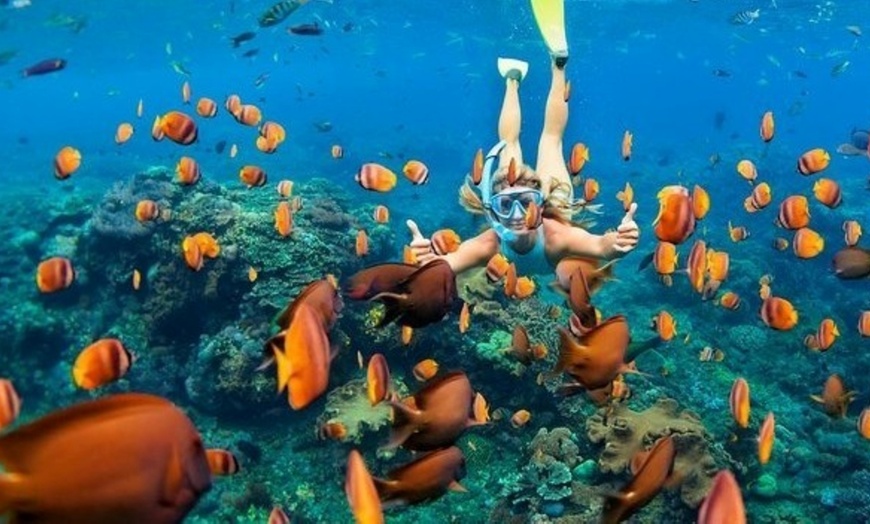 Image 4: Cageless Shark Snorkeling – Oahu's North Shore, Hawaii