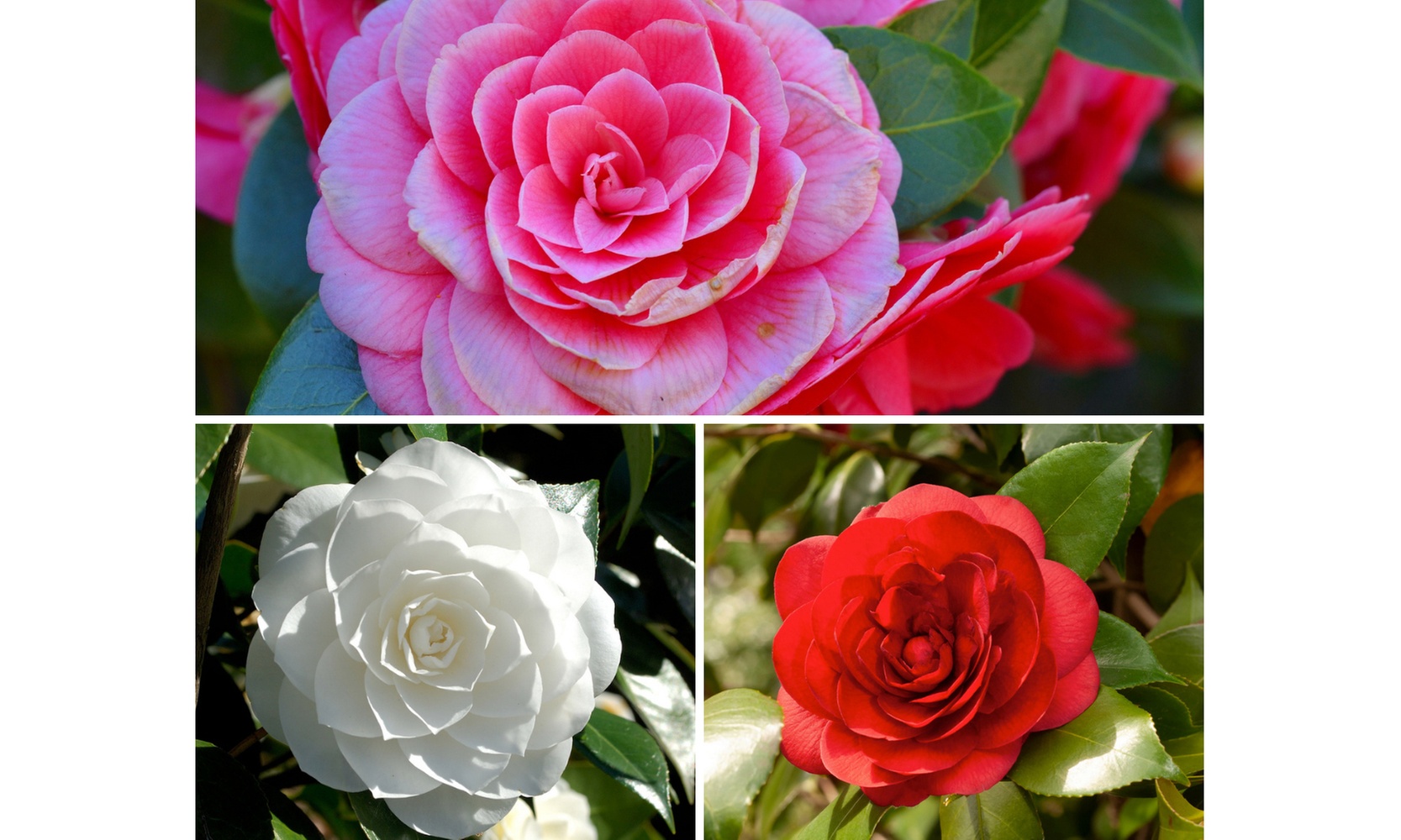 1 o 2 arbustos de camelia «rosa japonesa» con flores de color a elegir