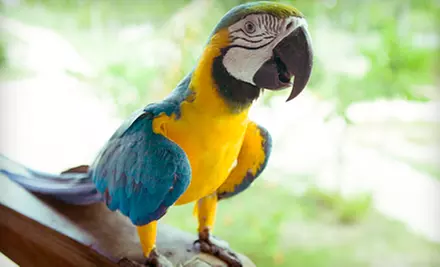 $29 for “Squawk! The Show” Performance for Two at The Royal House (Up to $97.79 Value) - Primary Image