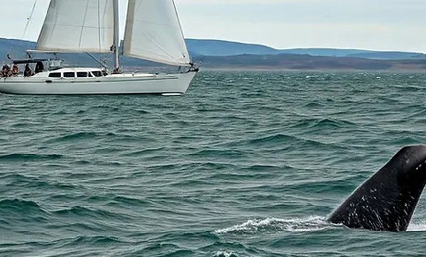 Image 3: Luxury Yacht Full Day Trip or 5-Day Sailing Adventure in Scotland