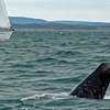 Image 3: Luxury Yacht Full Day Trip or 5-Day Sailing Adventure in Scotland