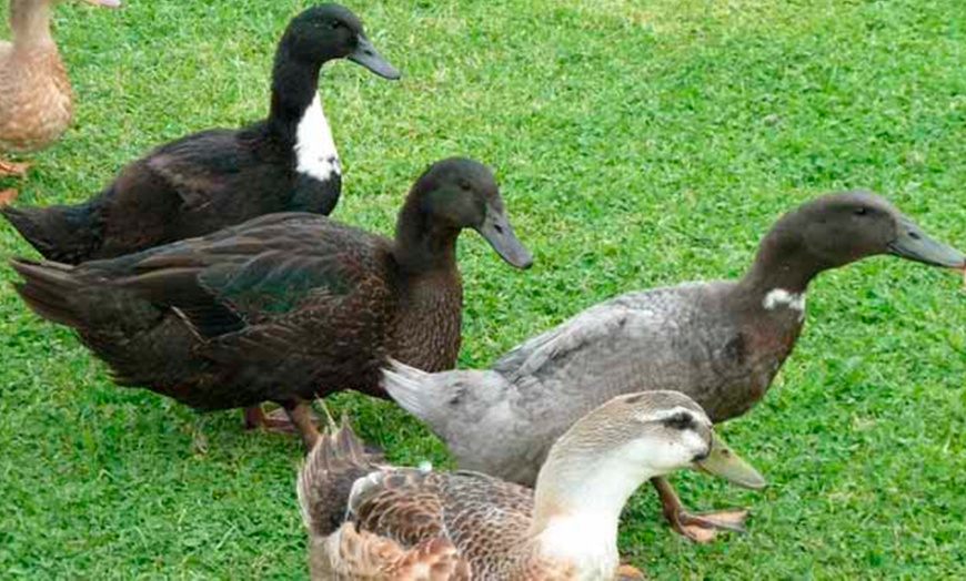 Image 4: Family Entry to Red Lion Farm