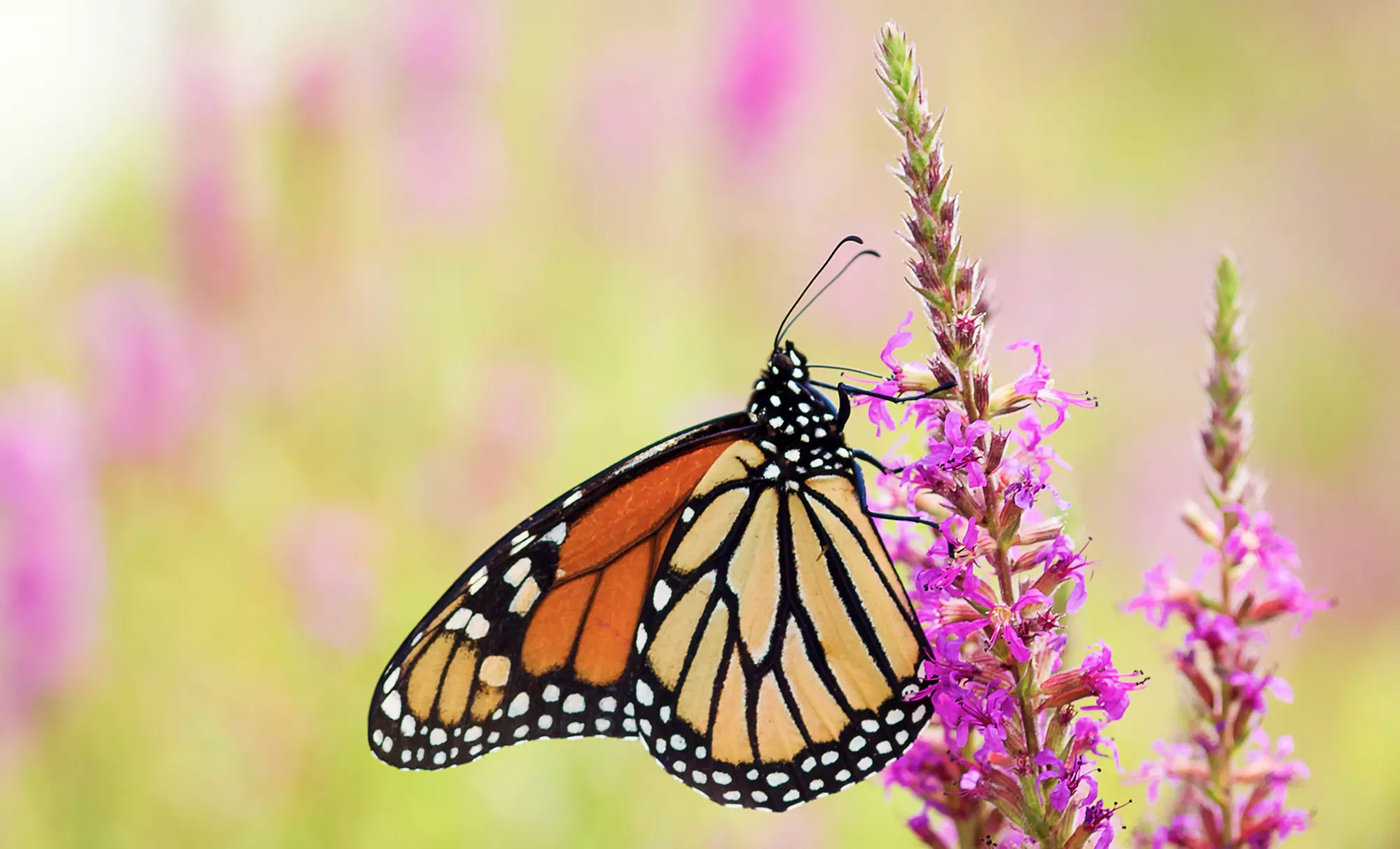 20-, 30-, or 60-Minute Angel-Card Reading from ThroughLifeAndDeath.com (Up to 48% Off) - Primary Image