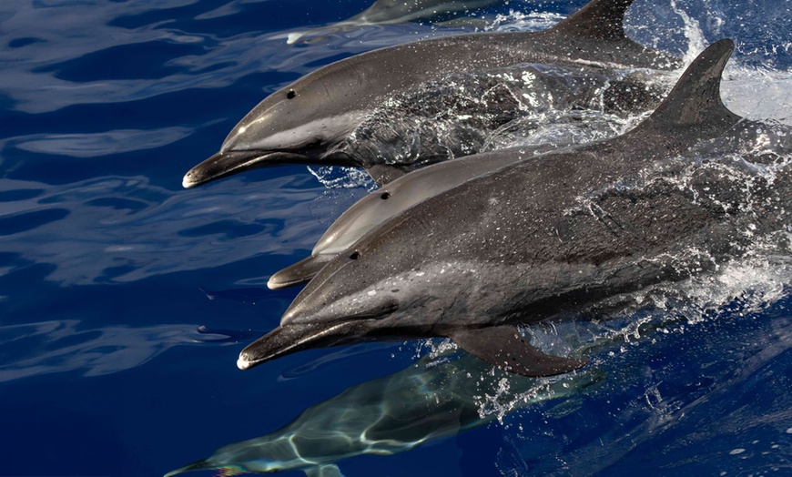 Image 4:  Dolphin and Whale Watch Tour on the Kona Coast