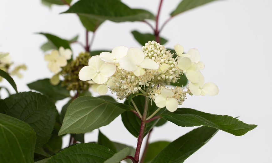 Image 8: Lot de 2 Hortensias: Candlelight, Early Harry, Magic Pillow