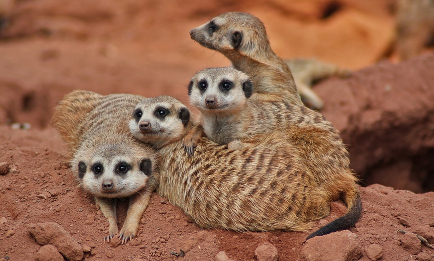 Image 14: ¡Diversión familiar! Entrada a Terra Natura Murcia para 1 a 4 personas