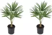 1 ou 2 palmiers "Trachycarpus fortunei" de Gardenzo - Image 2