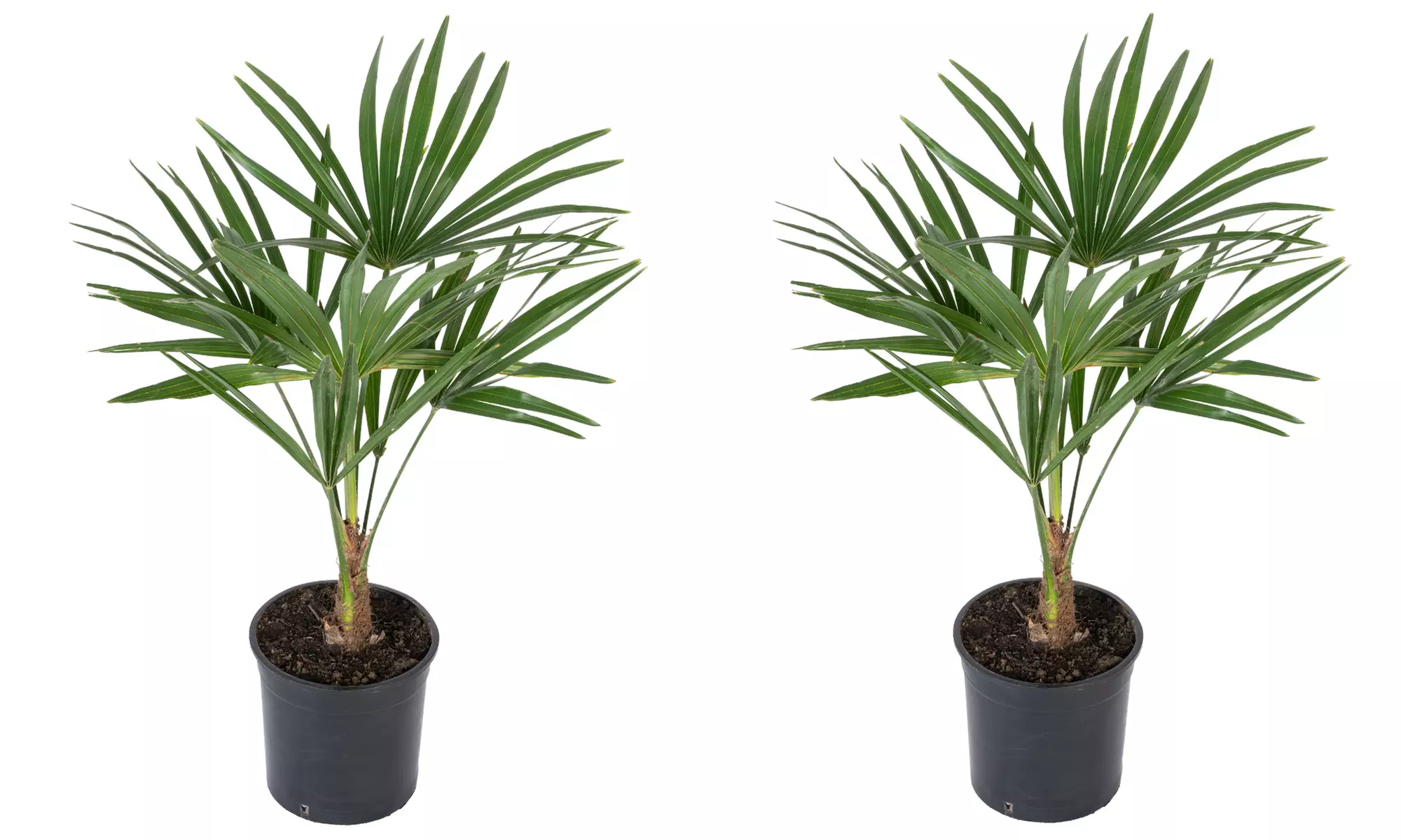 1 ou 2 palmiers "Trachycarpus fortunei" de Gardenzo