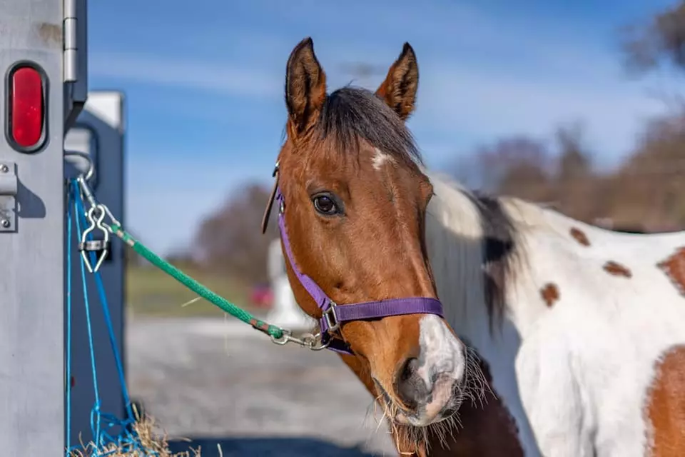 Horseback Riding Lessons at Rump Shaker Farm (Up to 30% Off). Two Options Available.  - Primary Image