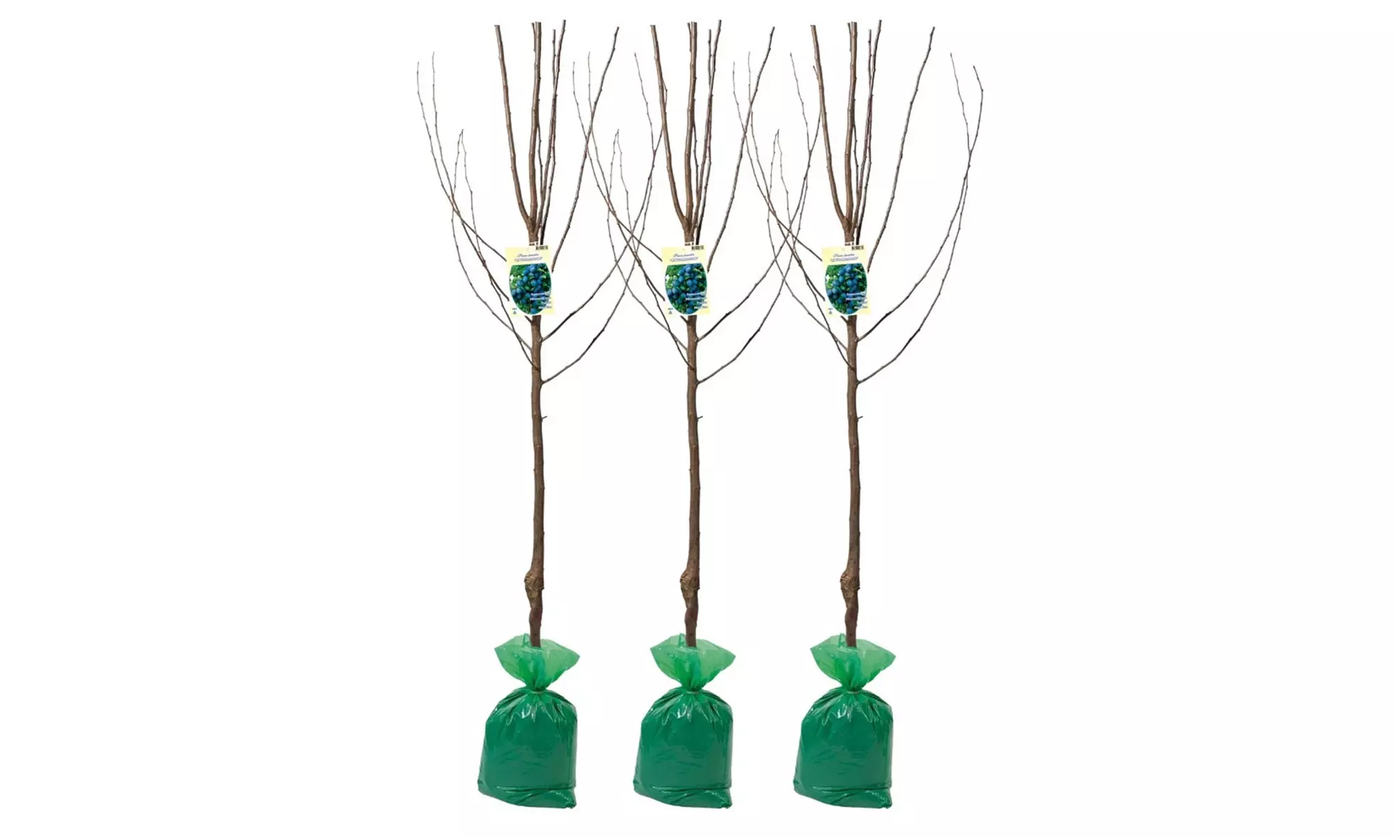 3x oder 5x Set Obstbäume