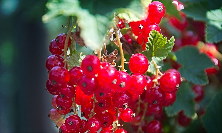 Image 8: 3 piante di ribes rosso o nero