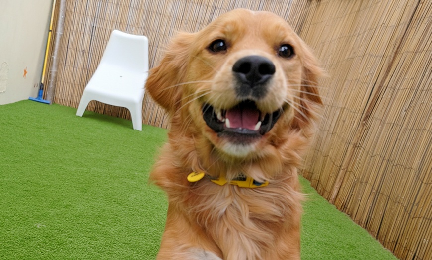 Image 11: Full Day of Doggy Day Care Or Get $50 or $100 Credit Dog Grooming