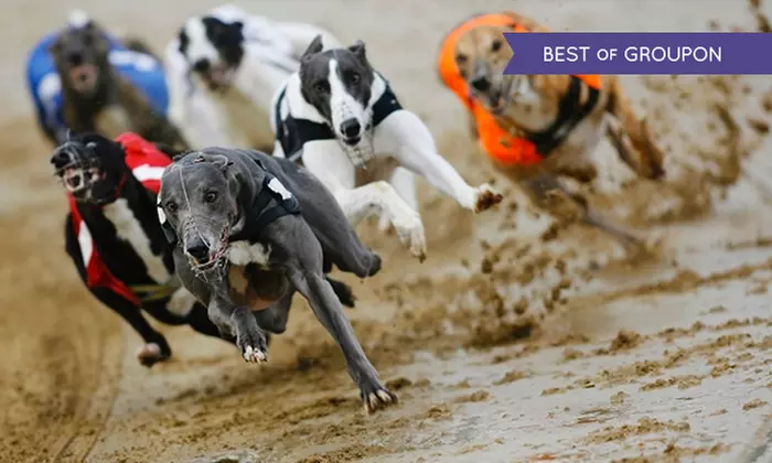 Night at the Races With Meal For Two, Four, Six or Eight from £19.95 at Belle Vue Stadium - Primary Image