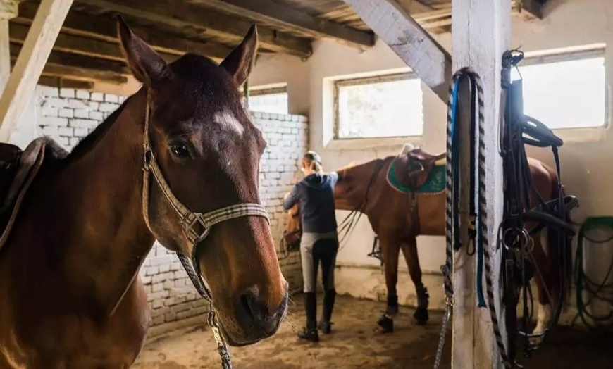 Image 2: Balade à cheval en forêt dans l'Eure