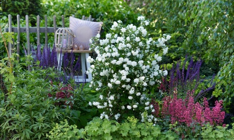 Pearl Philadelphus Shrubs Collection,Philadelphus Pearls of Perfume 9cm Pot,Three