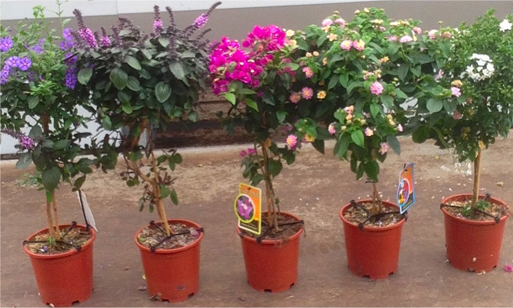 Gardening Express Deal of the Day Groupon