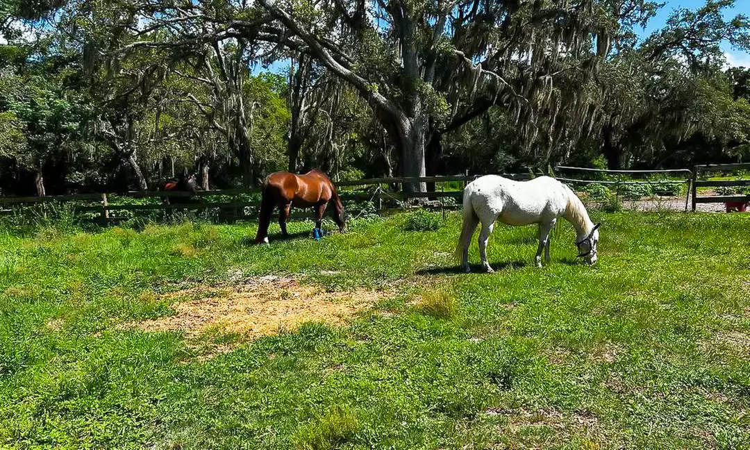 Delve into One, Two or Four Horseback Riding Lessons for a Child