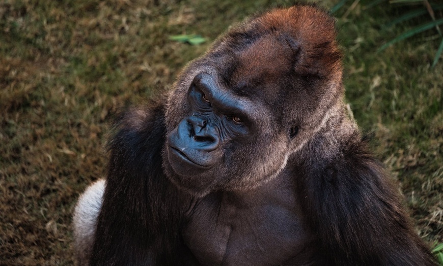 Image 12: San Antonio Zoo Discount Tickets & Savings!