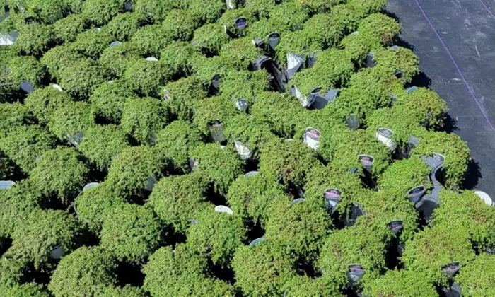 Red Creeping Thyme Plant with Free Shipping (Up to 24% Off)