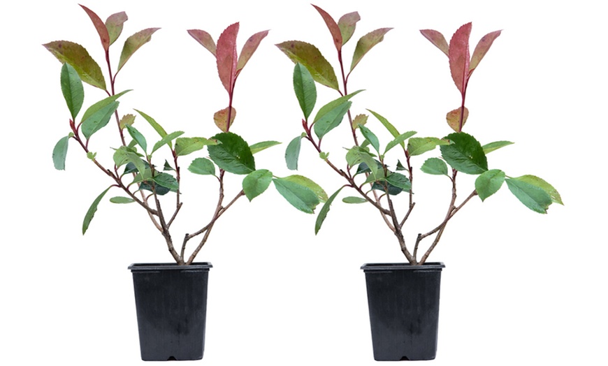 Image 8: Photinia 'Red Robin' - Standard Tree or Potted Plants