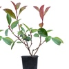 Image 8: Photinia 'Red Robin' - Standard Tree or Potted Plants