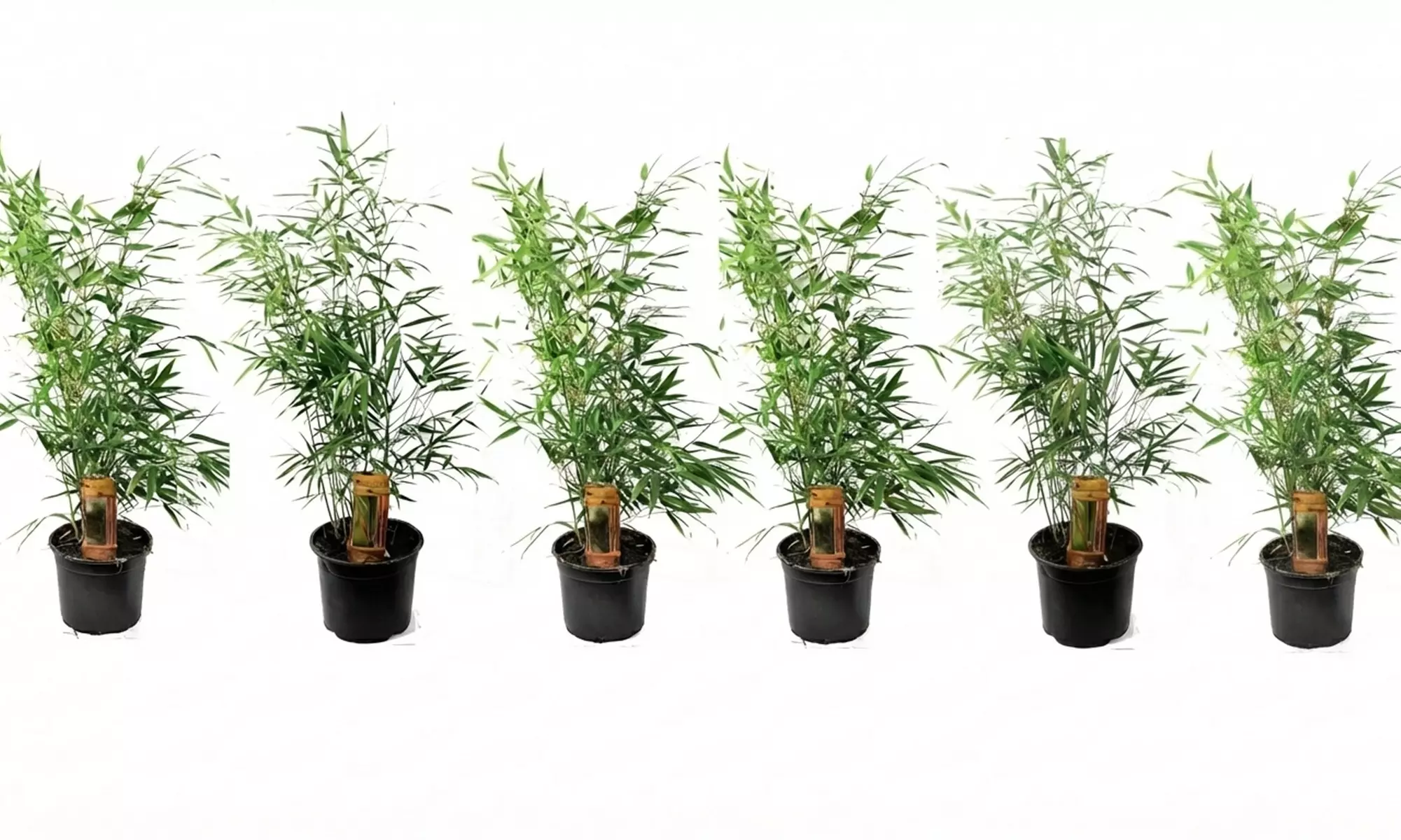 1 o 2 piante Fargesia 'Red Dragon'