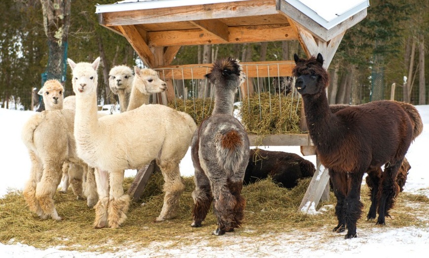Image 1: Winterliche Lamawanderung für 2 Personen im Pfälzerwald ❄️