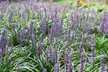 1 ou 2 lots de 2 herbe de lys Liriope muscari "Moneymaker", en pots - Second Medium