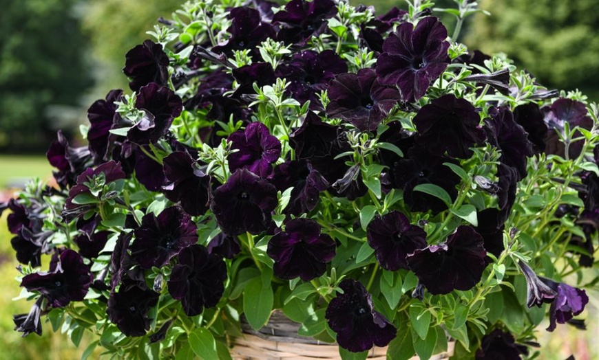 Image 5: Petunia 'Raspberry Shake' / 'Navy Velour' or Pink Pastel 