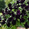 Image 5: Petunia 'Raspberry Shake' / 'Navy Velour' or Pink Pastel 