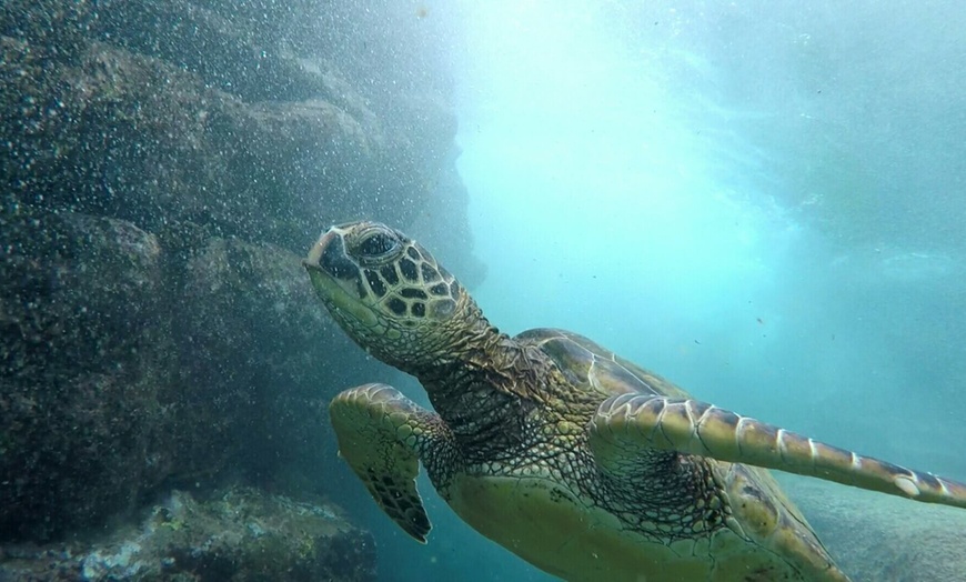 Image 4: 3-Hour Midday Snorkel Cruise Experience