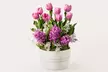 Luxury Lush House Plants from ProFlowers for Every Milestone Celebration (Up to 45% Off) - Second Medium