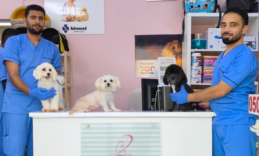 Image 6: Dental Care for Cats or Dogs