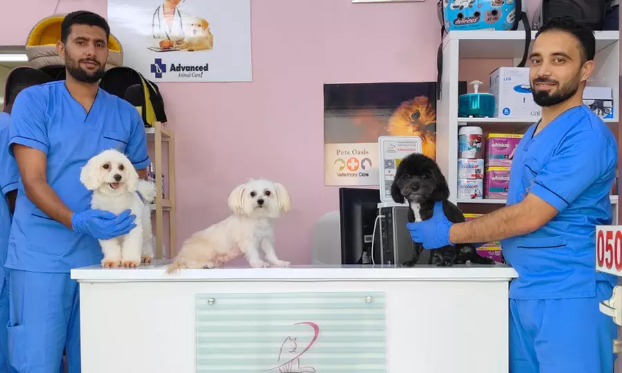 Dental Care for Cats or Dogs