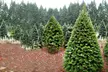 Lodgepole Pine Christmas Trees from £22 (Up to 53% Off) - Second Medium