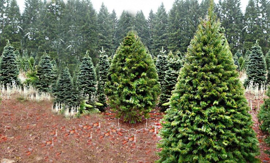 Image 2: Lodgepole Pine Christmas Tree