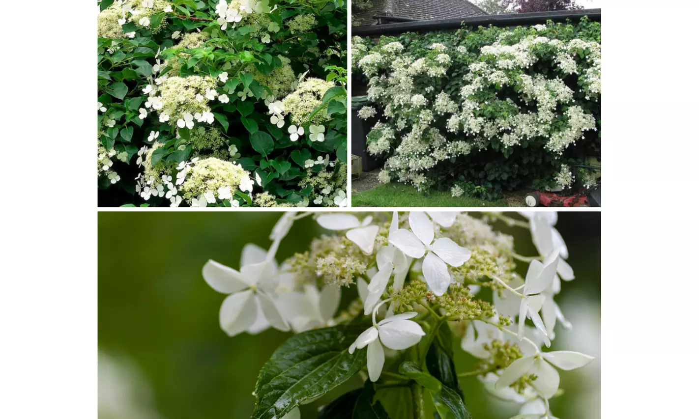 Plantas hortensias trepadoras