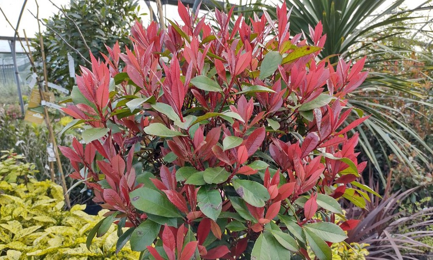 Image 4: 1 or 2 Photinia Red Robin Standard Tree with Patio Planter