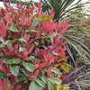 Image 4: 1 or 2 Photinia Red Robin Standard Tree with Patio Planter