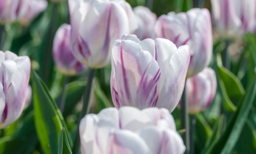 Image 3: 12 or 24 Tulip Flaming Flag Spring Flowering Bulbs