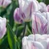 Image 3: 12 or 24 Tulip Flaming Flag Spring Flowering Bulbs