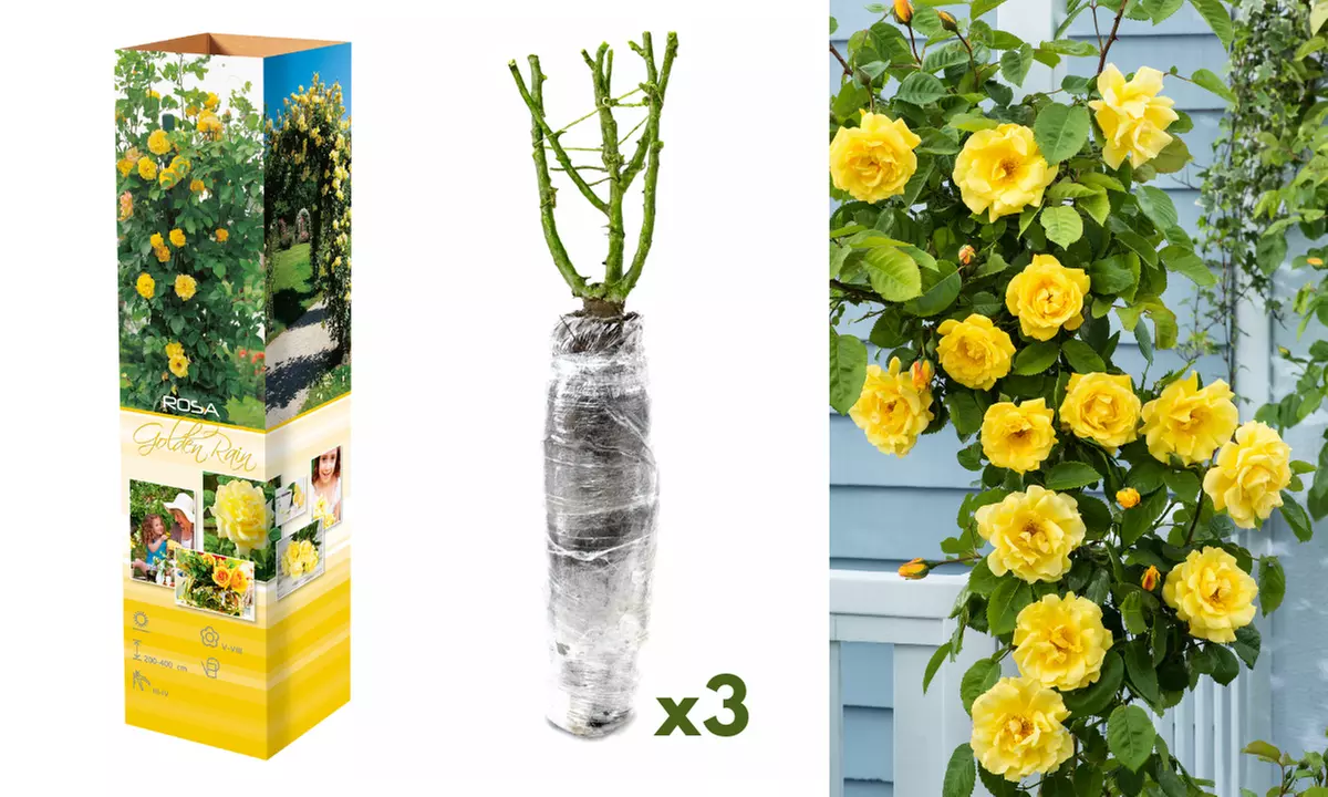 Set van 3 of 4 klimrozen