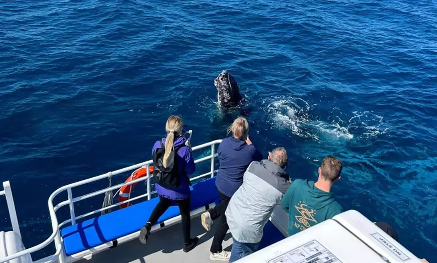 Image 5: Whale Watching Cruise at Augusta / Busselton / Dunsborough