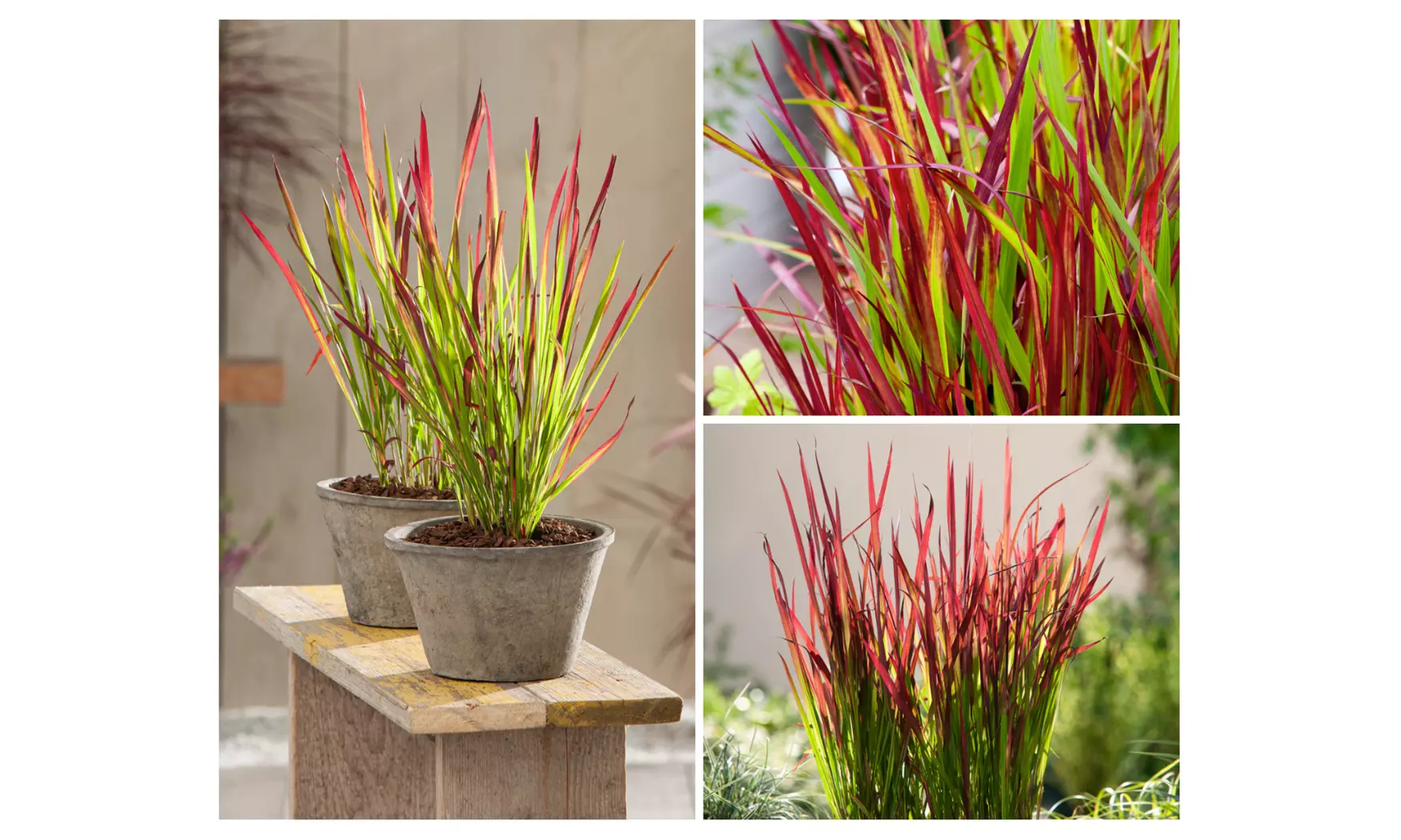 4x oder 8x Japanisches Blutgras 'Red Baron'
