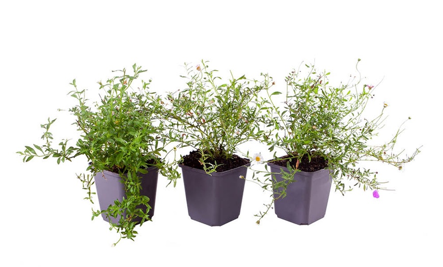 Image 8: Erigeron karvinskianus 'Profusion' Mexican Fleabane