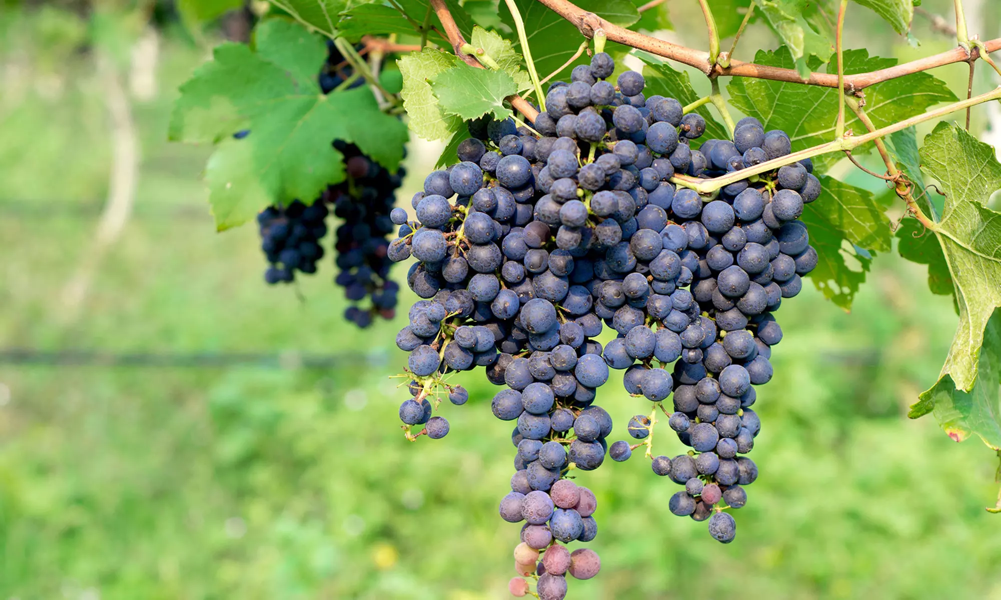 Three-Stop Winery Tour for 1, 4, or 12 from Taste Tidewater Tours (Up to 58% Off) - Primary Image