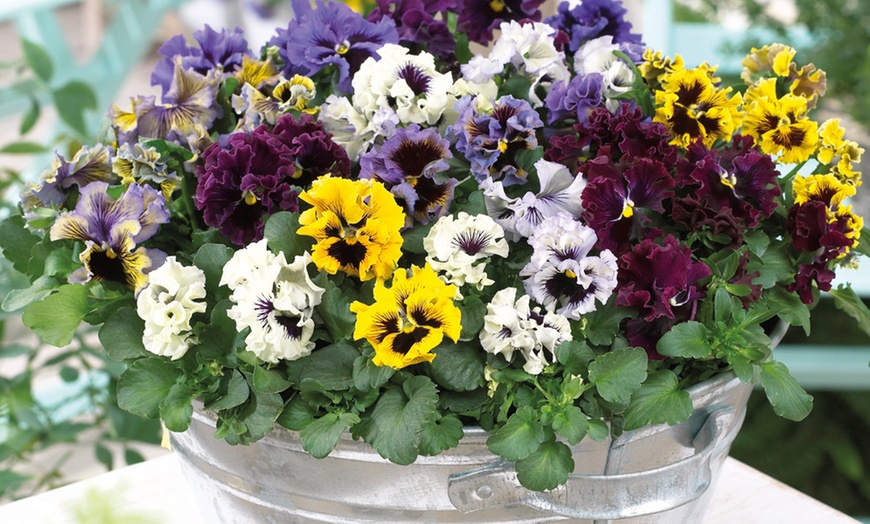 Image 14: Vibrant Winter Flowering Pansy Mixes - up to 72 Plants