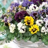 Image 14: Vibrant Winter Flowering Pansy Mixes - up to 72 Plants
