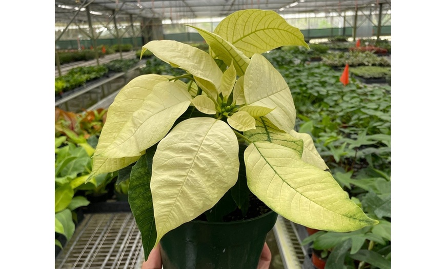 Image 4: 4" and 6" Poinsettia in Red and White with Free Shipping (Up to 10% Off)