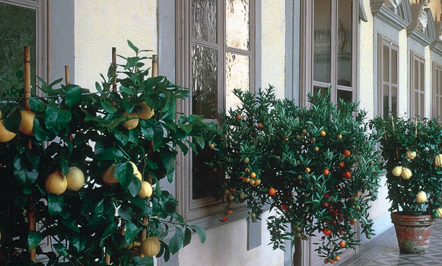 Image 2: Italian Citrus Trees